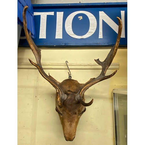 299 - TAXIDERMY STAGS HEAD