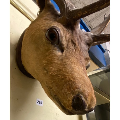 299 - TAXIDERMY STAGS HEAD