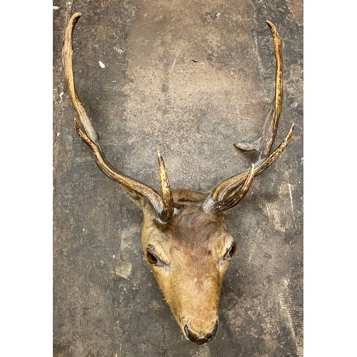 299 - TAXIDERMY STAGS HEAD