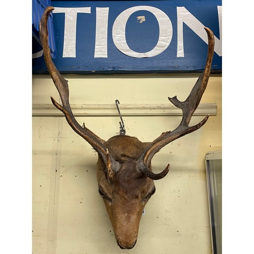 299 - TAXIDERMY STAGS HEAD