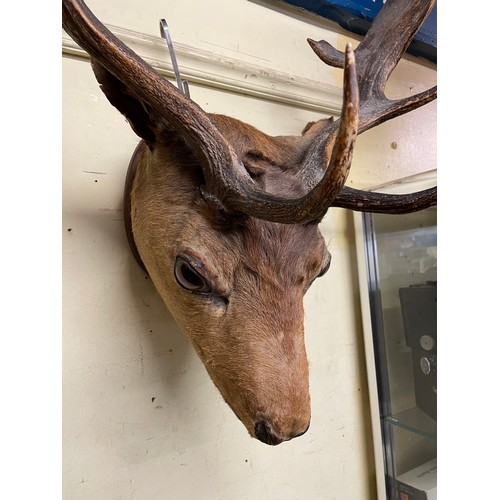 299 - TAXIDERMY STAGS HEAD