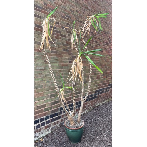 226 - POTTED HOUSE PLANT YUCCA/DRACENA?