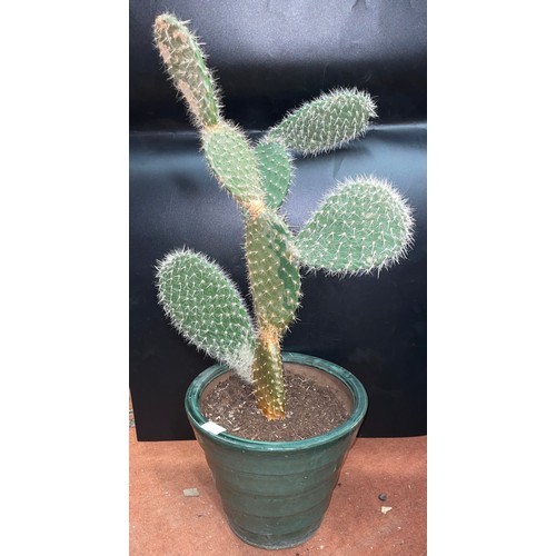 227A - PRICKLY CACTUS PLANT