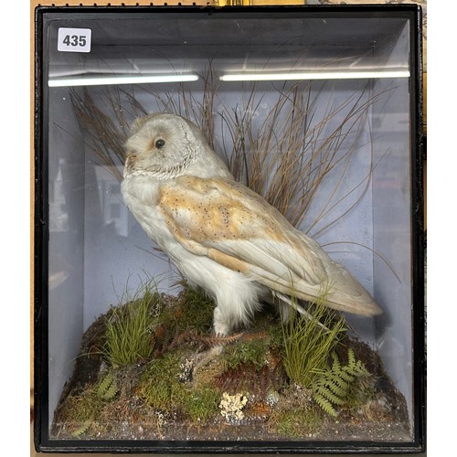 435 - CASED TAXIDERMIC BARN OWL IN SETTING