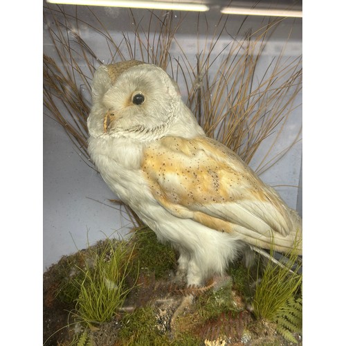 435 - CASED TAXIDERMIC BARN OWL IN SETTING