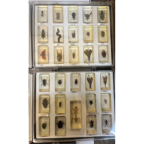 FIVE TRAYS OF ENTOMOLOGY RESIN CAST BUGS AND INSECTS WITH ACCOMPANYING ...