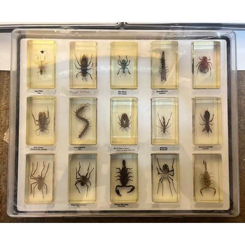 FIVE TRAYS OF ENTOMOLOGY RESIN CAST BUGS AND INSECTS WITH ACCOMPANYING ...