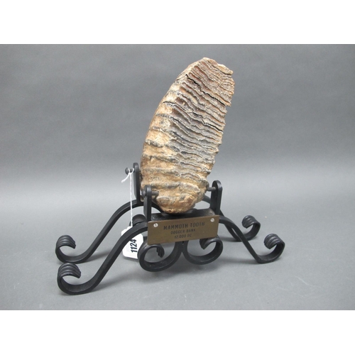 1124 - Natural History: A Fossilized Mammoth Tooth, displayed in a wrought iron stand, 18cm high.