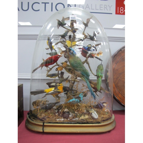 1135 - Taxidermy: A Late XIX Century Taxidermy Group of Exotic Birds and Beetles, mounted on branches among... 