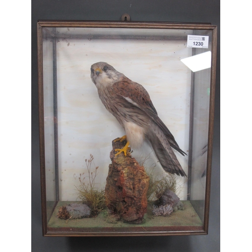 1230 - Taxidermy: A Female Kestrel, perched on a rocky mound with grasses, in a display case attached to a ... 