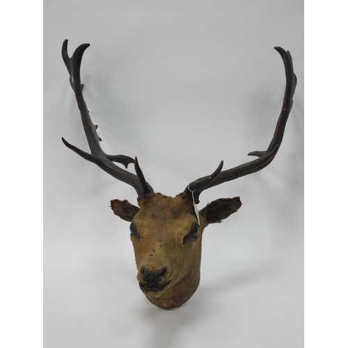 1231 - Taxidermy; A Stag's Head, with antlers, 51cm high.