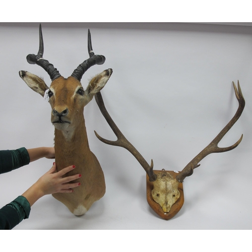 1232 - Taxidermy; An Antelope Head with Horns, 97cm long and a mounted pair of antlers. (2)