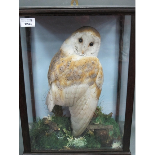 1233 - Taxidermy: A Barn Owl, perched on rocks with grasses, in a display case, 46cm high.