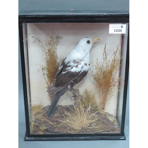 1234 - Taxidermy: A Cased Bird, with white head and brown body amidst a natural setting of short and long g... 