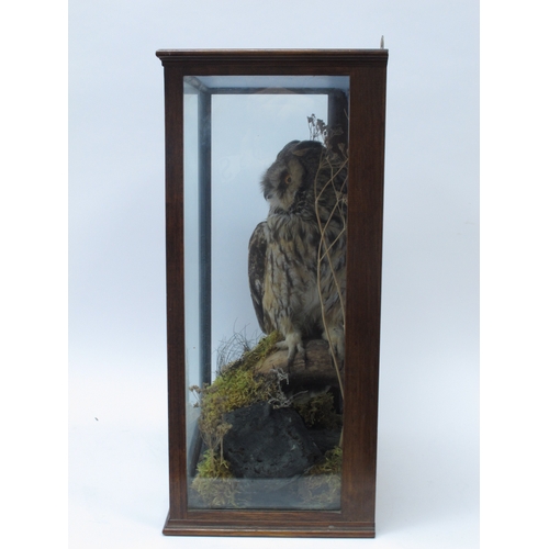 1236 - Taxidermy: A Long-Eared Owl, perched on a mossy branch with grasses, in a display case, 48.5cm high.