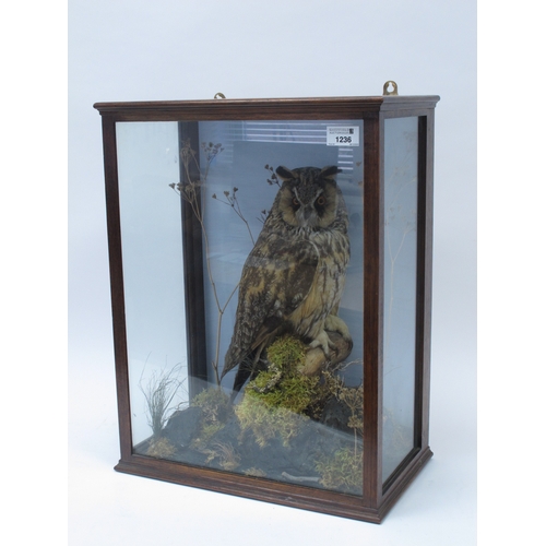 1236 - Taxidermy: A Long-Eared Owl, perched on a mossy branch with grasses, in a display case, 48.5cm high.