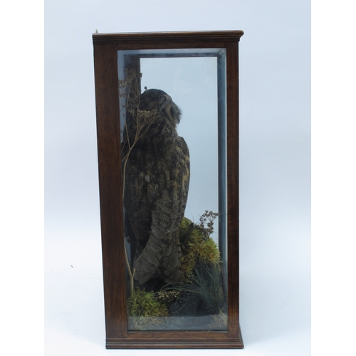 1236 - Taxidermy: A Long-Eared Owl, perched on a mossy branch with grasses, in a display case, 48.5cm high.