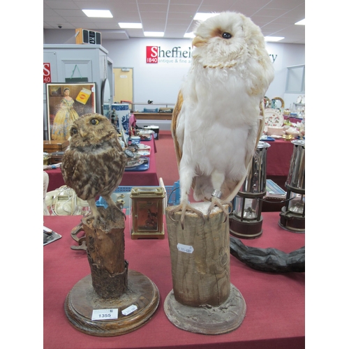 1355 - Taxidermy - A Barn Owl, perched on a wooden stump, with label on foot bearing 'BTO British Museum Na... 