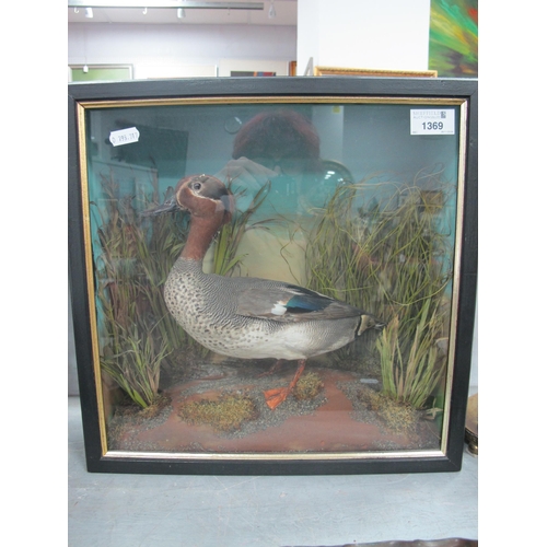 1369 - Taxidermy - Duck in Naturalistic setting and display case, 36cm wide.