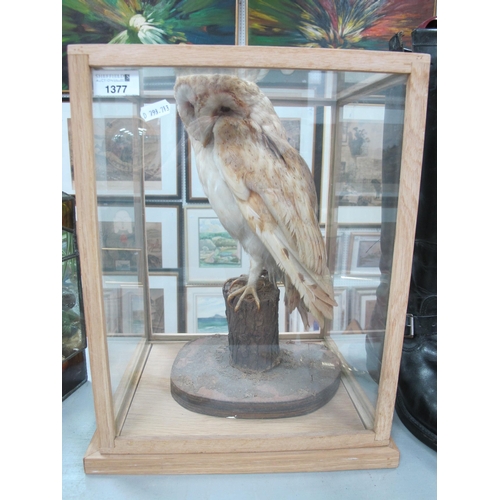 1377 - Taxidermy - Snowy Owl? on naturalistic perch, in a display box, 41cm high x 32.5cm wide