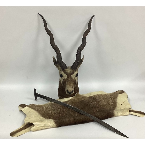 1343 - Taxidermy; An Antelope, looking straight ahead, wood base with hanging hook; an antelope skin hide a... 