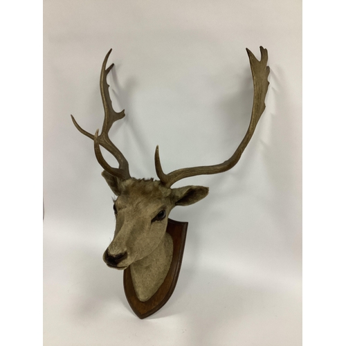 1344 - Taxidermy. A Deer Stag Shoulder Mount, looking straight ahead mounted on an oak shield, 78cm long.