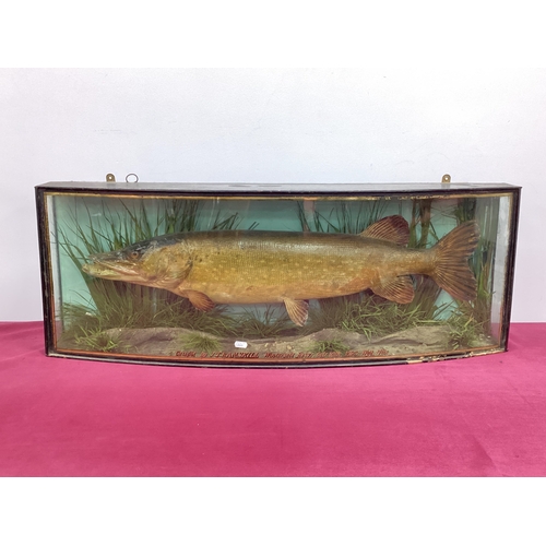 1345 - Taxidermy: A Cased Pike, caught by J.T. Ramskill, Wintersett Resvr. Oct 16th 1923, Wgt 11lb's, among... 