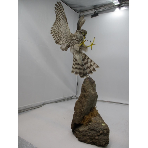 104 - Taxidermy Bird of Prey