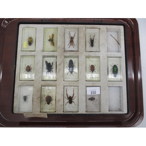 232 - Thirteen Perspex Cased Insects