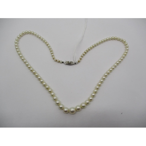 437 - Graduated Pearl Necklace having a Pearl Set 9ct Gold White Clasp