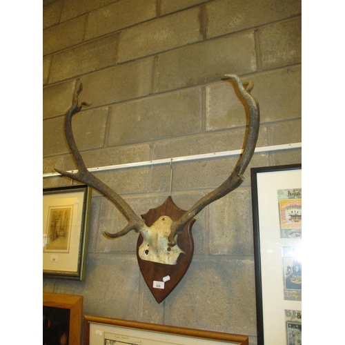 526 - Shield Mounted Antlers