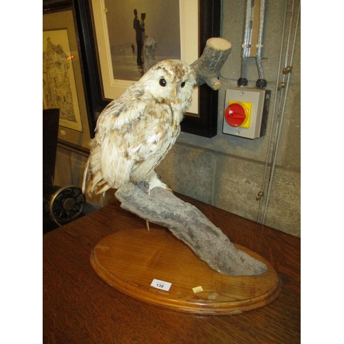 139 - Taxidermy of an Owl