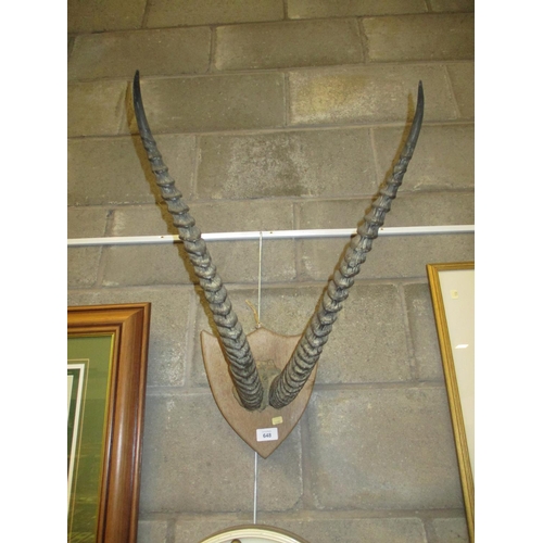 648 - Shield Mounted Antlers