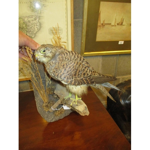 173 - Wall Mounting Taxidermy of a Kestrel