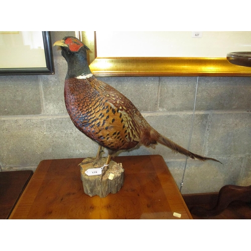 178 - Taxidermy of a Pheasant