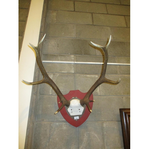 472 - Shield Mounted Antlers