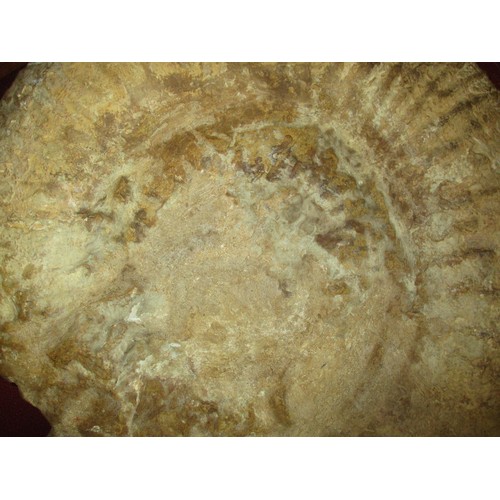 487A - Fossilised Ammonite on a Metal Stand, total height 59cm