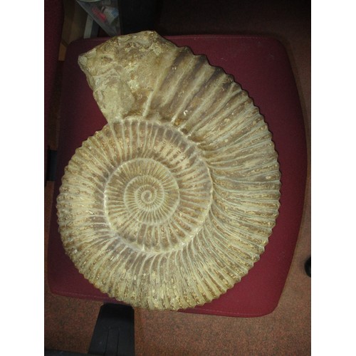 487A - Fossilised Ammonite on a Metal Stand, total height 59cm