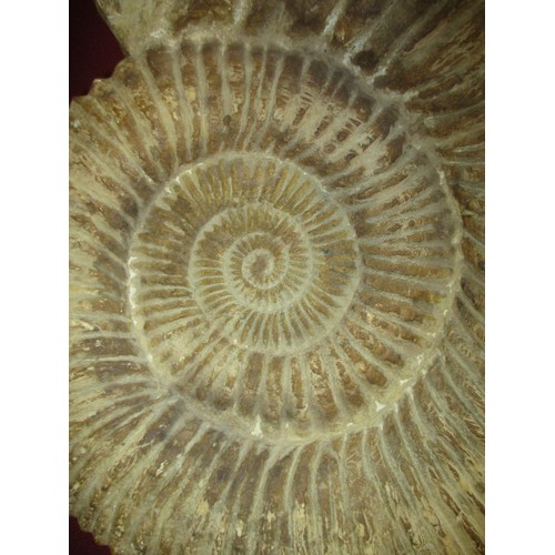 487A - Fossilised Ammonite on a Metal Stand, total height 59cm