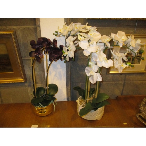 105 - Two Ornamental Orchids