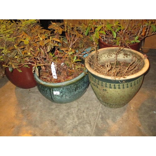 99 - Six Glazed Garden Pots