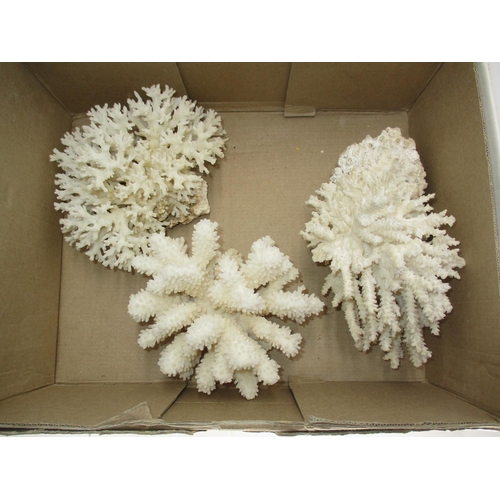 304 - Three Corals