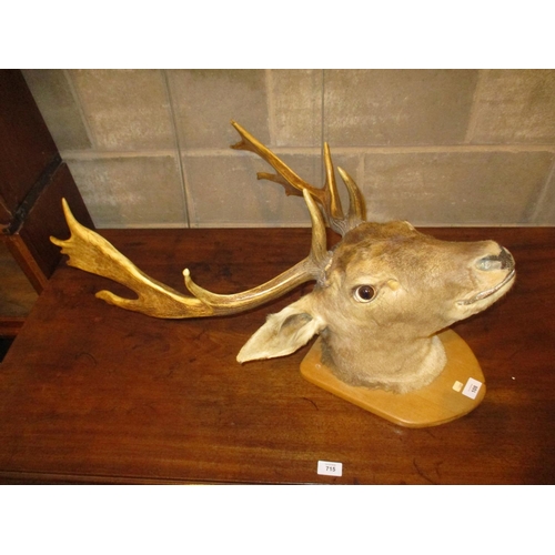 108 - Taxidermy Stag Head on a Shield Panel