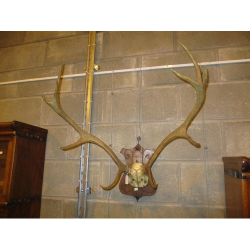 108A - Oak Shield Mounted Antlers