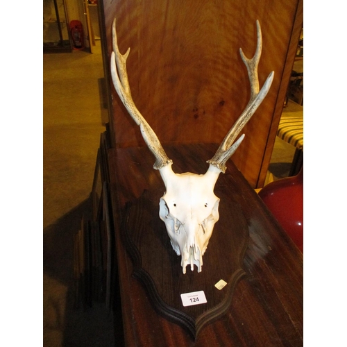 124 - Shield Mounted Skull with Antler