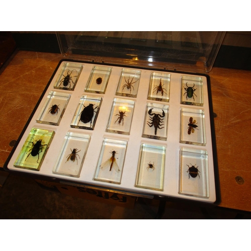 185 - Twelve Perspex Cased Insects