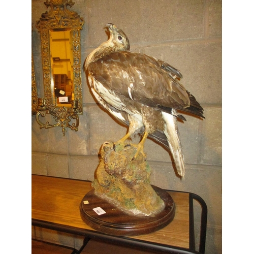 103 - Taxidermy of a Bird of Prey