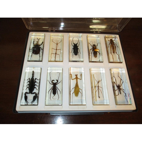 148 - Set of 10 Perspex Cased Insects