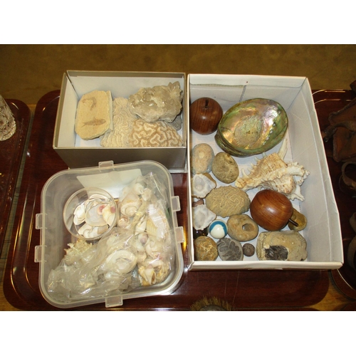 259 - Collection of Shells etc