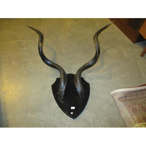 101 - Shield Mounted Kudu Horns